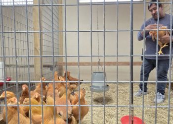 En EEUU, crían gallinas en casa debido a la escasez de huevos