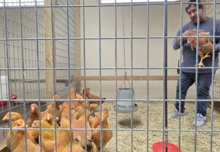 En EEUU, crían gallinas en casa debido a la escasez de huevos