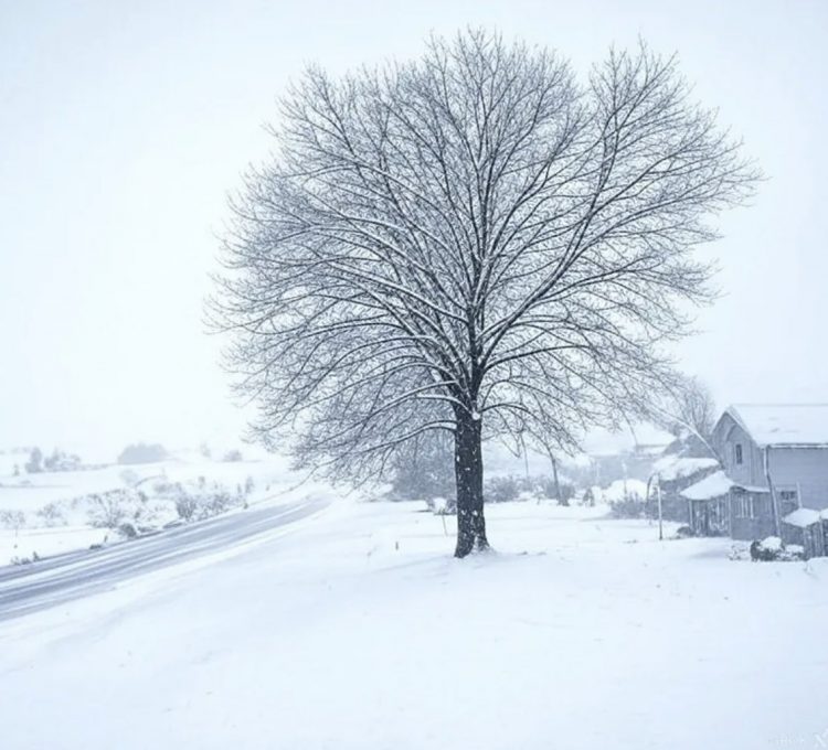Tormentas invernales en EEUU dejan 14 muertos