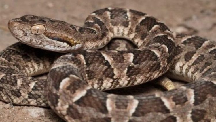 Una mujer murió por la mordedura de una serpiente