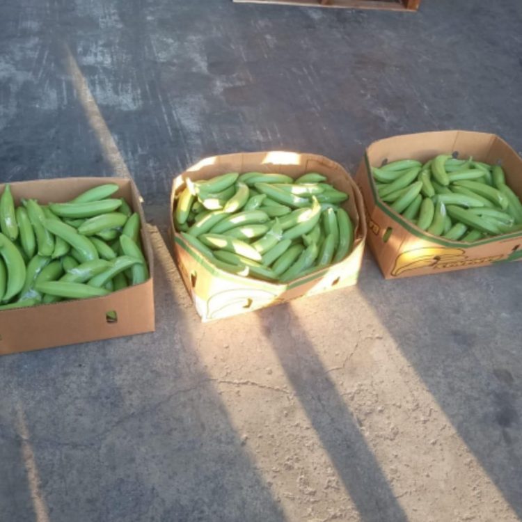 Decomisan presunta cocaína camuflada en una carga de guineos en el Puerto de Manzanillo