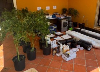 DNCD desmantela un invernadero de marihuana en una residencia de La Vega