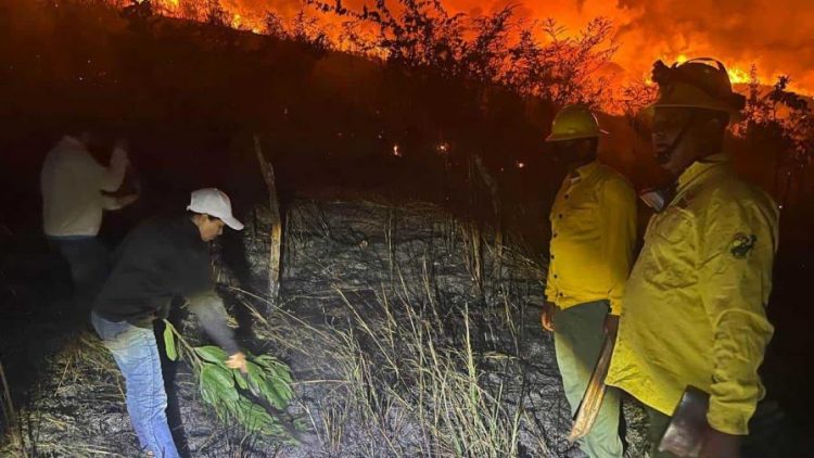 Fuego forestal afecta 180 tareas en Dajabón