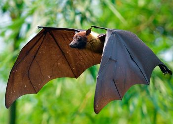 Nuevo coronavirus en murciélagos chinos podría infectar humanos