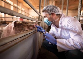 EEUU autoriza pruebas de trasplante de riñones de cerdos