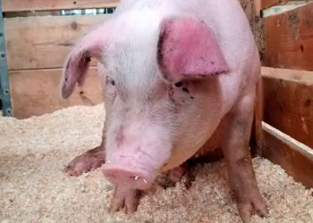 Más de 400 cerdos sacrificados en Espaillat por peste porcina