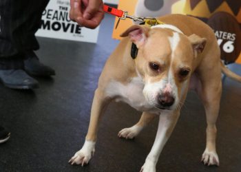 Un perro dispara accidentalmente a su dueño en EEUU