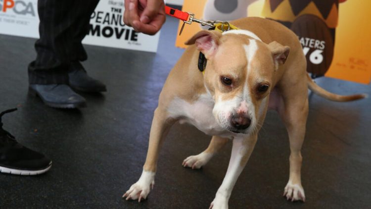 Un perro dispara accidentalmente a su dueño en EEUU