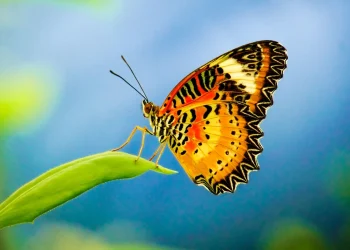 Arrestan en Costa Rica a japonés por extraer mariposas de su hábitat