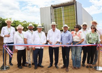 República Dominicana despacha el primer contenedor de uvas de mesa hacia EE.UU.
