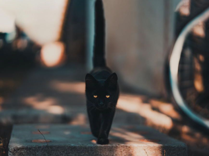 España prohibe la adopción de gatos negros en Halloween para evitar rituales