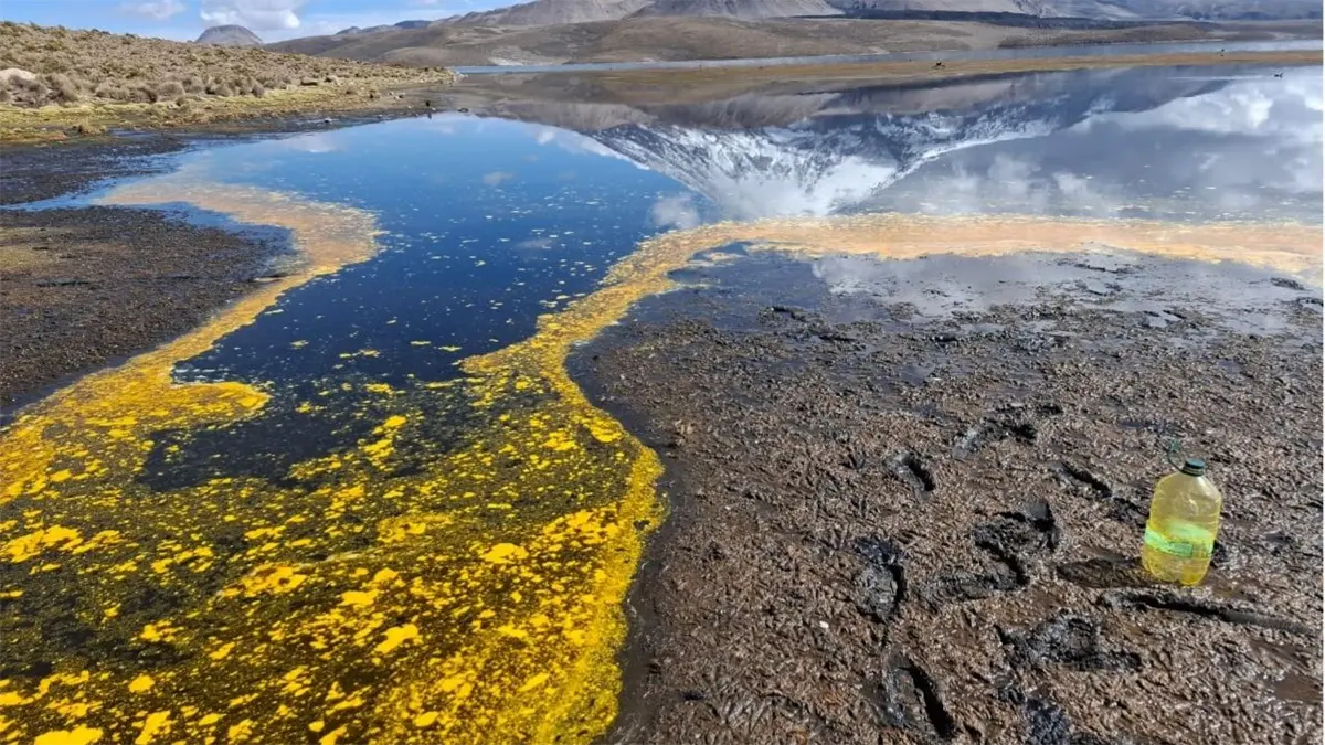 Derrame de aceite de soya en un lago de Chile mata fauna protegida y pone aves en riesgo