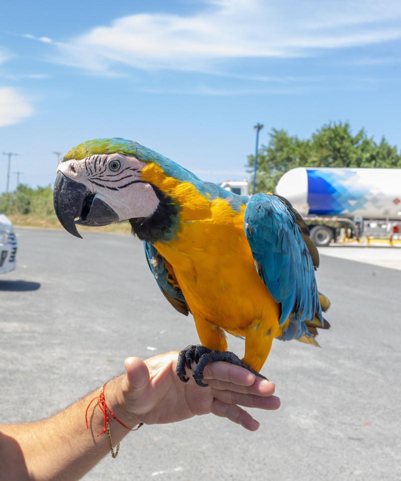 Ministerio de Medio Ambiente llama al registro obligatorio de animales exóticos