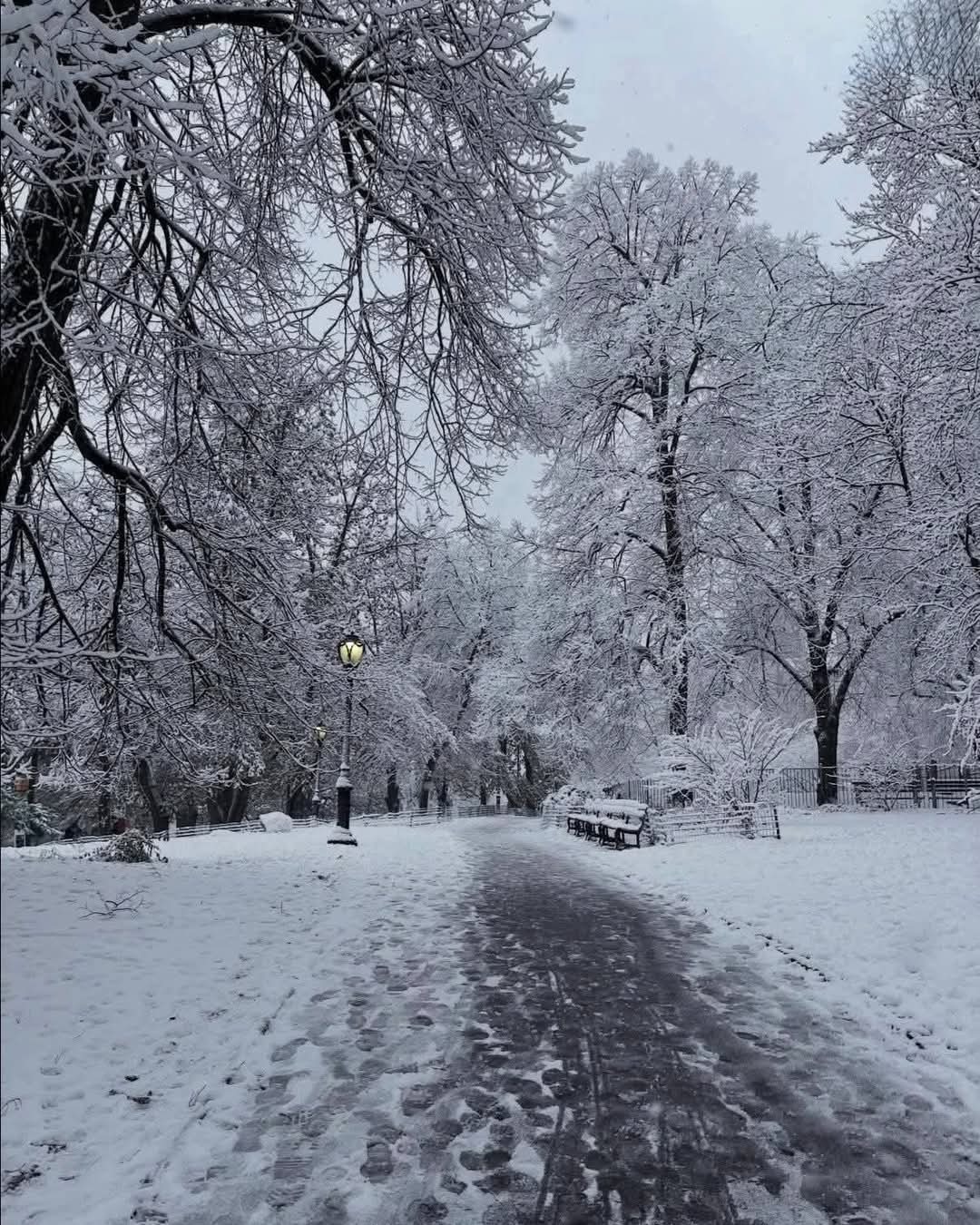 Nueva York se viste de blanco: Primera gran nevada del año en Central Park
