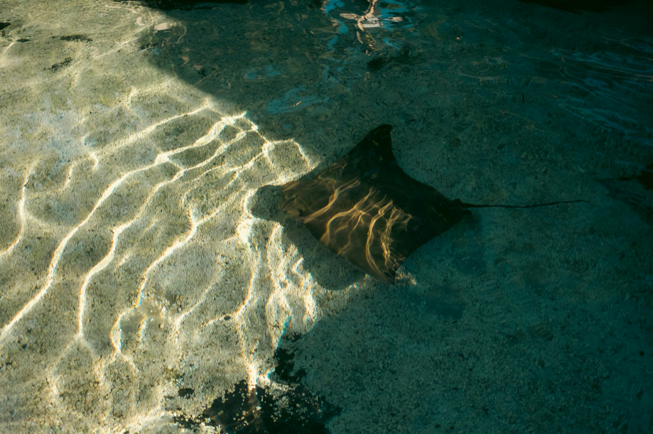 Protección total: Prohíben comercio mundial de mantarraya, tiburón ballena y oceánico