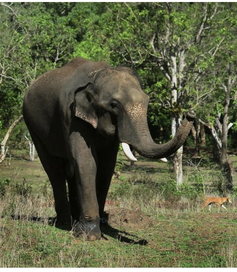 India persigue a un elefante agresivo que ha matado a 20 personas