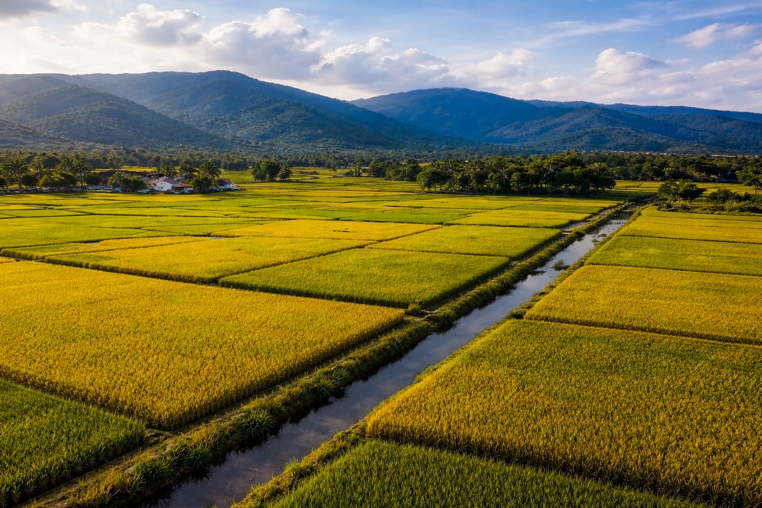 Producción de arroz posiciona a RD como líder en Caribe y Centroamérica