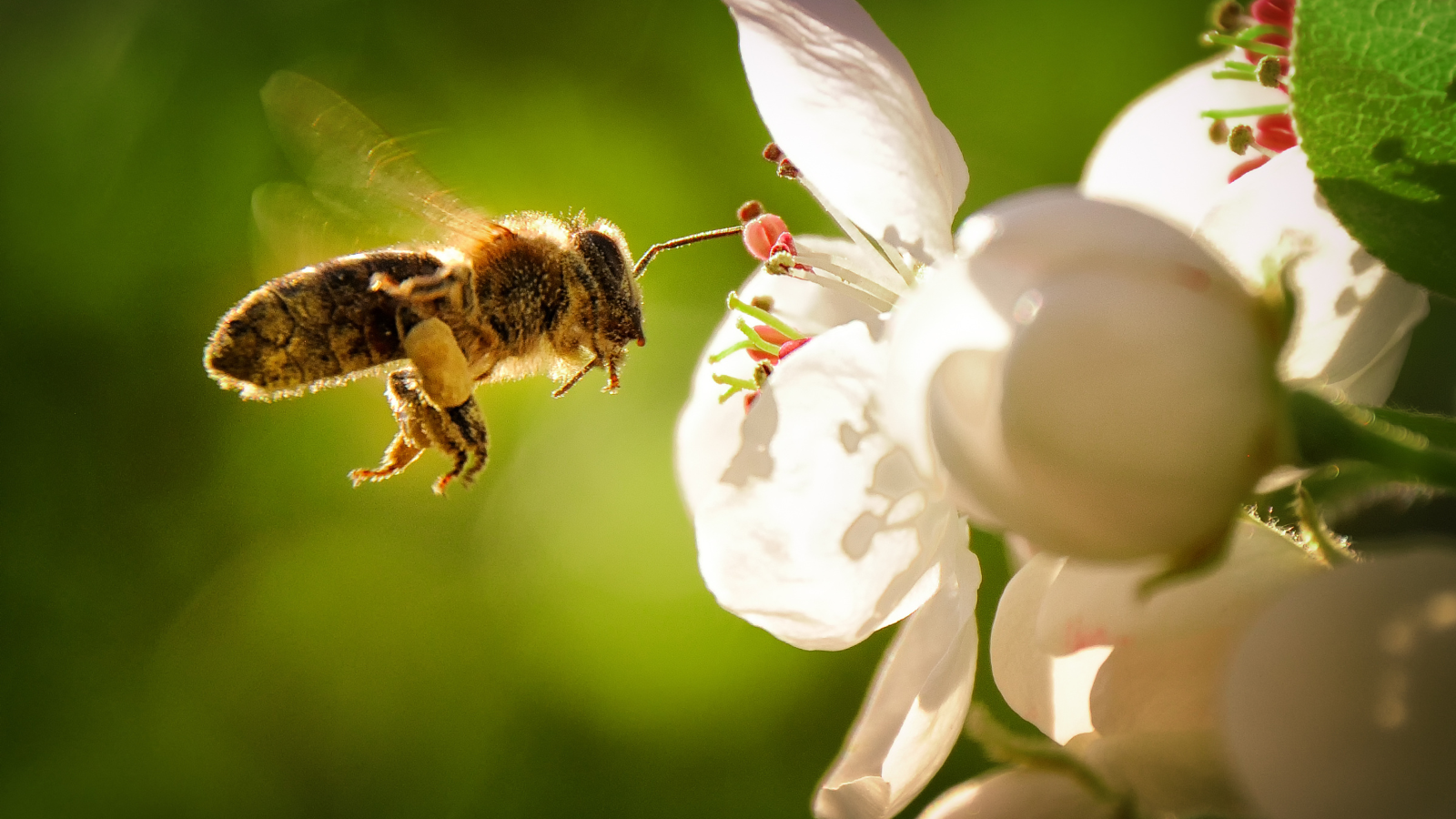 Hoy se conmemora el Día Dundial de las Abejas y la importancia de su rol como polinizadores