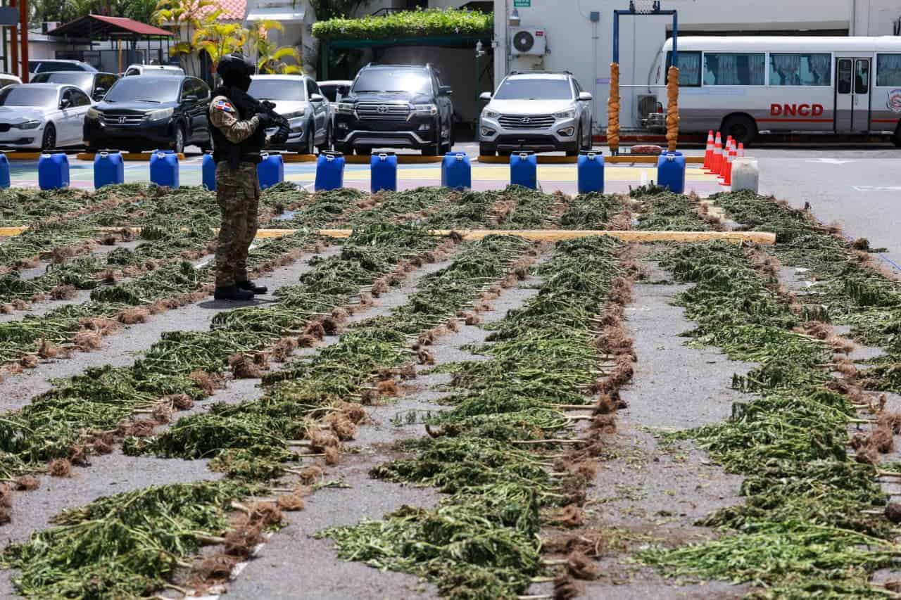 Plantación de marihuana con más de 3,000 plantas es desmantelada por la DNCD en San José de Ocoa