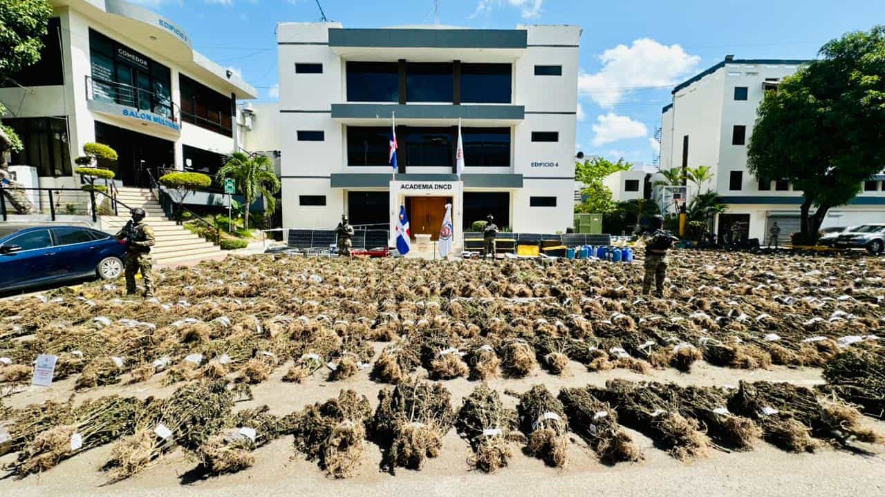 Siembra de marihuana es desmantelada en Ocoa, supera 13,800 libras y marca récord de incautación