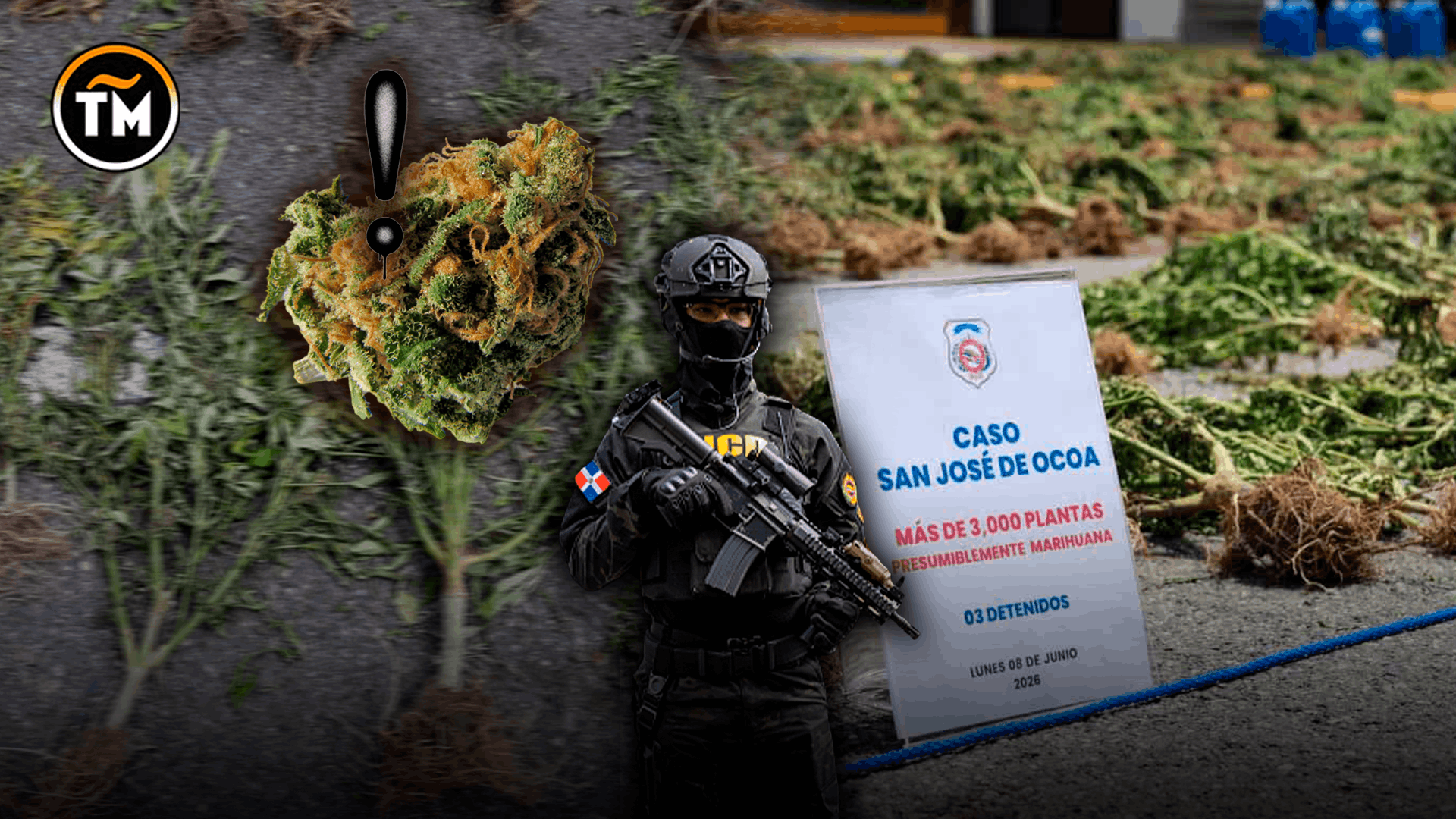 Plantación de marihuana con más de 3,000 plantas es desmantelada por la DNCD en San José de Ocoa