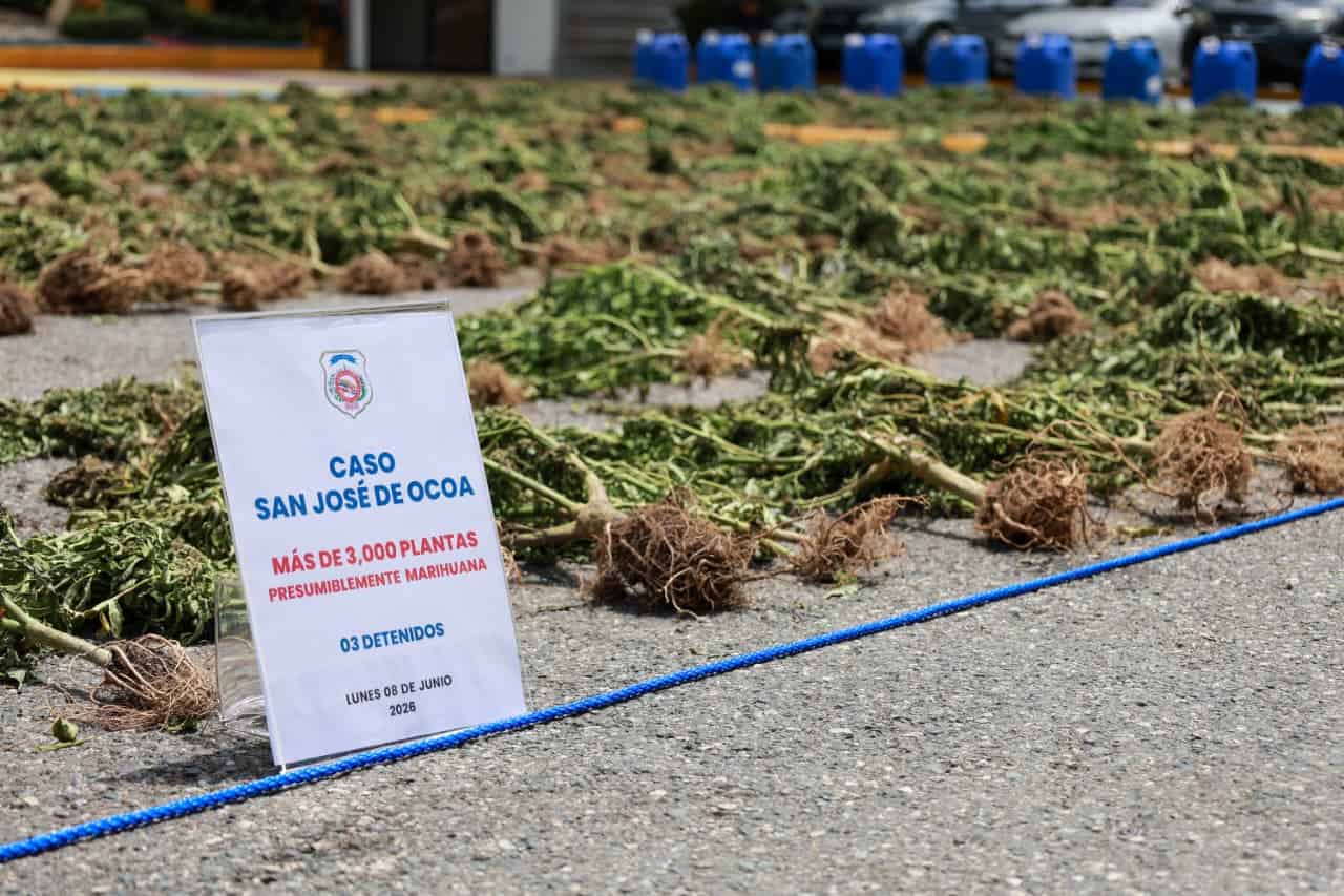 Plantación de marihuana con más de 3,000 plantas es desmantelada por la DNCD en San José de Ocoa