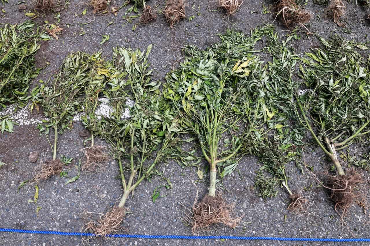 Plantación de marihuana con más de 3,000 plantas es desmantelada por la DNCD en San José de Ocoa