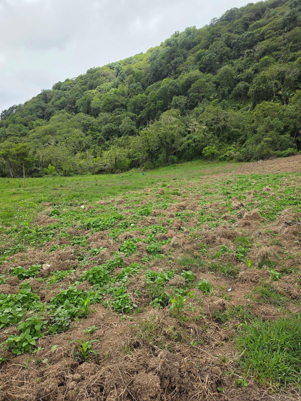 Cultivo de marihuana es desmantelado en Ocoa con 45 plantas y dos detenidos durante operativo de la DNCD
