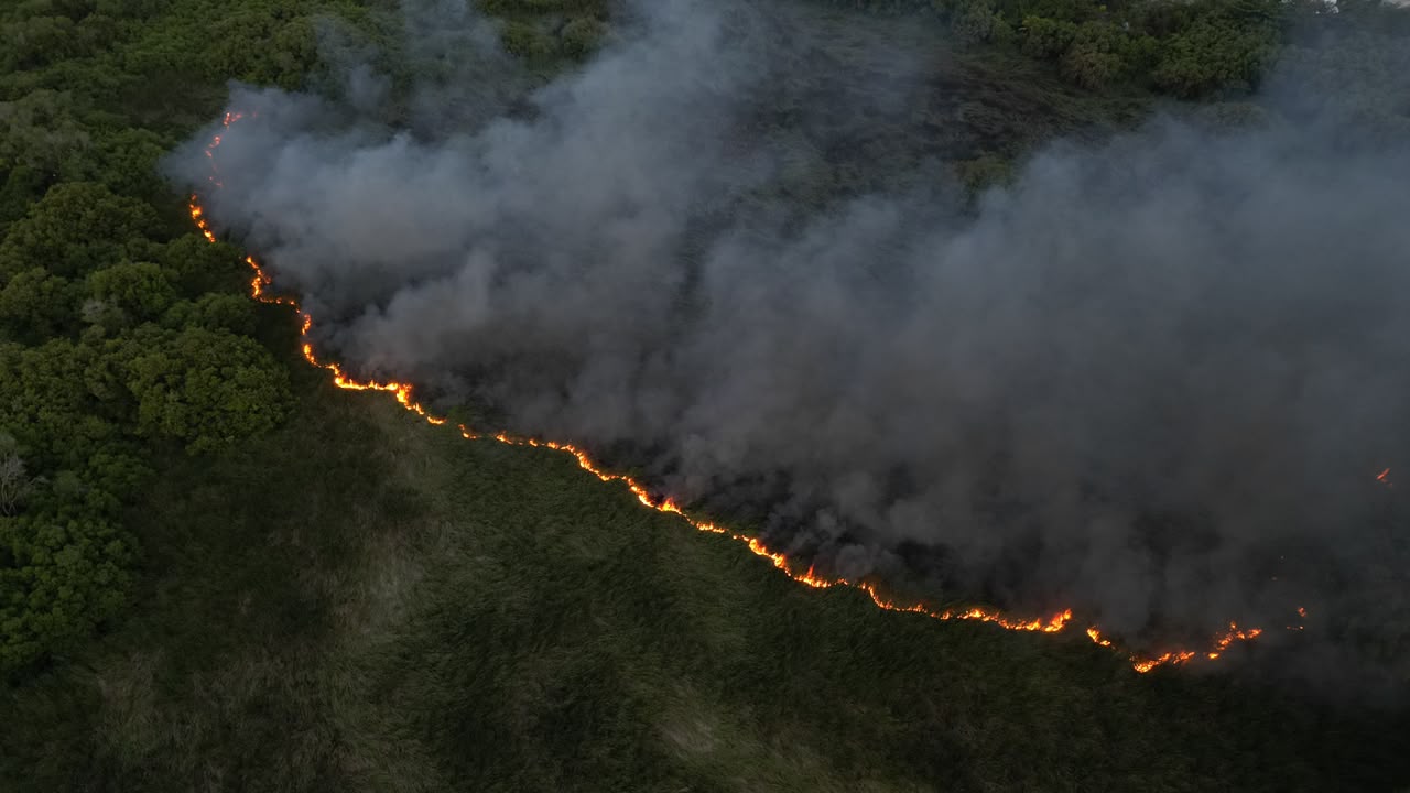 Incendio forestal afecta amplia zona de la Laguna Mallén, reserva ecológica de San Pedro de Macorís