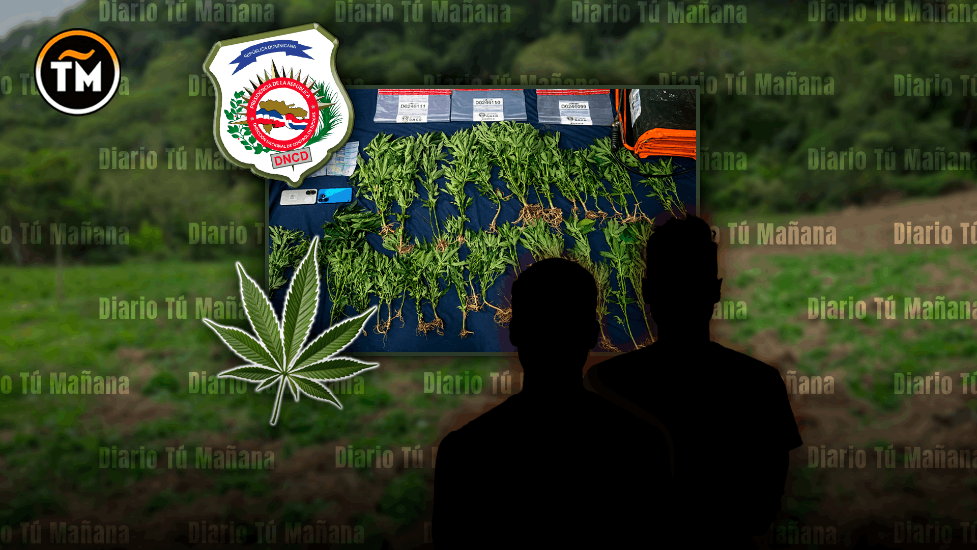 Cultivo de marihuana es desmantelado en Ocoa con 45 plantas y dos detenidos durante operativo de la DNCD